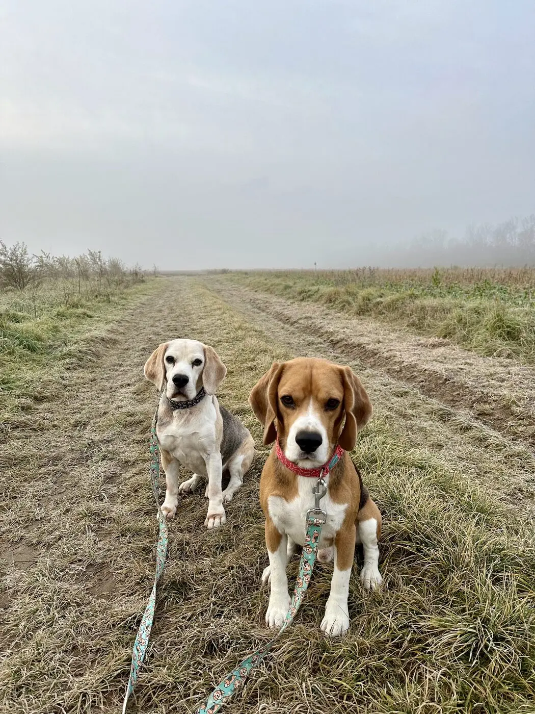 Unsere beiden Beagle Snoopy und Dante